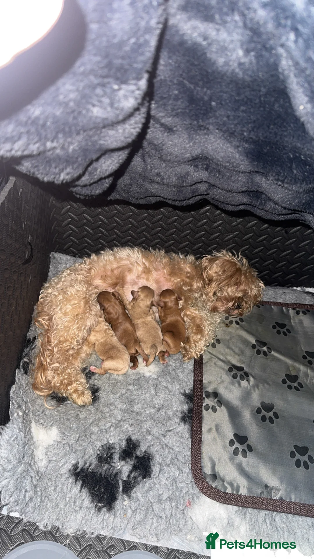 Maltipoo dogs for sale: Maltipoo F1b  - Advert 2