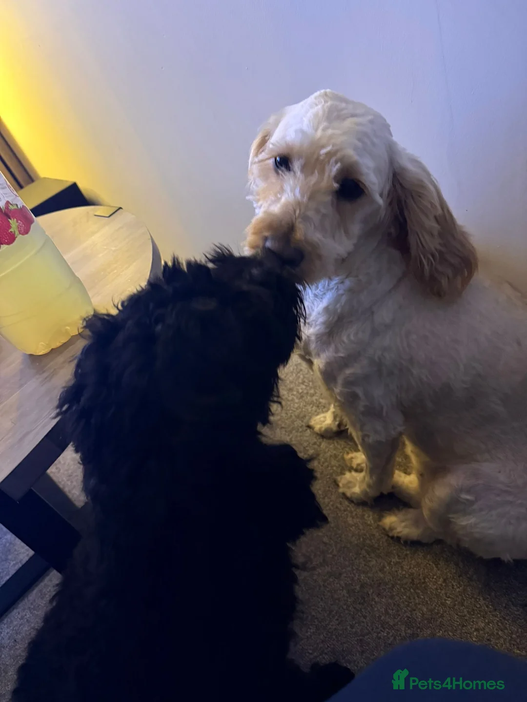 Cockapoo dogs for sale: Male and female cockapoo in Barnsley - Advert 4