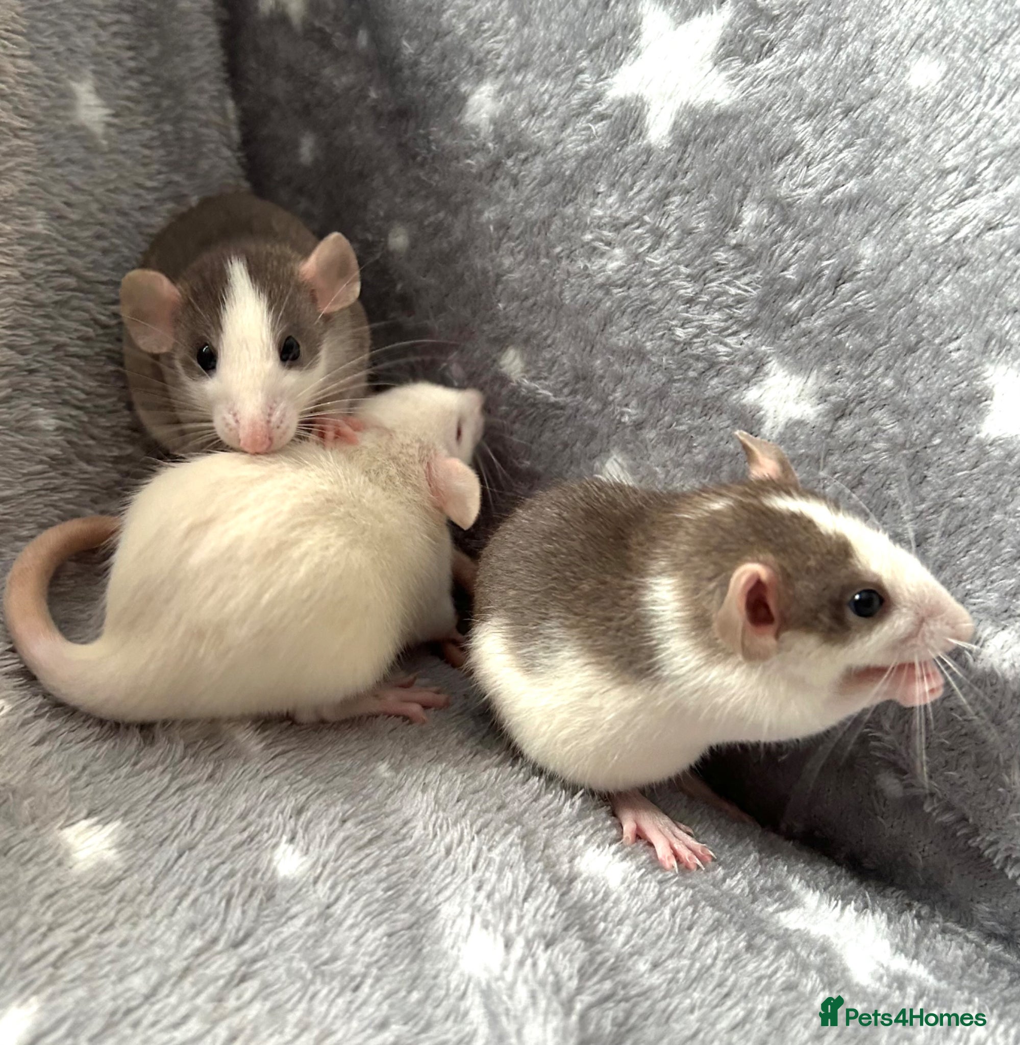 Rat rodents Dumbo Rats Fancy Rats Female  - Advert 1