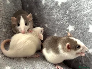 Rat rodents for sale: Dumbo Rats Fancy Rats Female - Advert 1