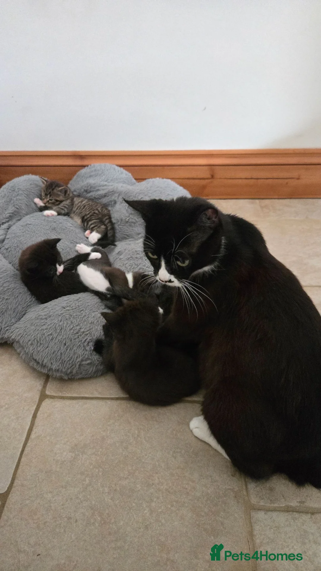 Mixed Breed cats for sale: Gorgeous kitten  - Advert 1