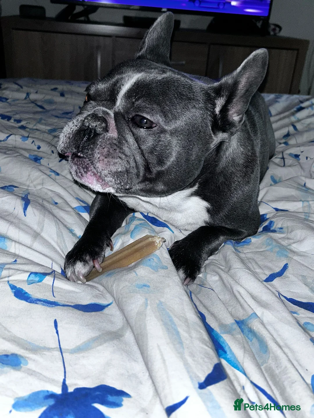 French Bulldog dogs for sale: FRANK in Leicester - Advert 4