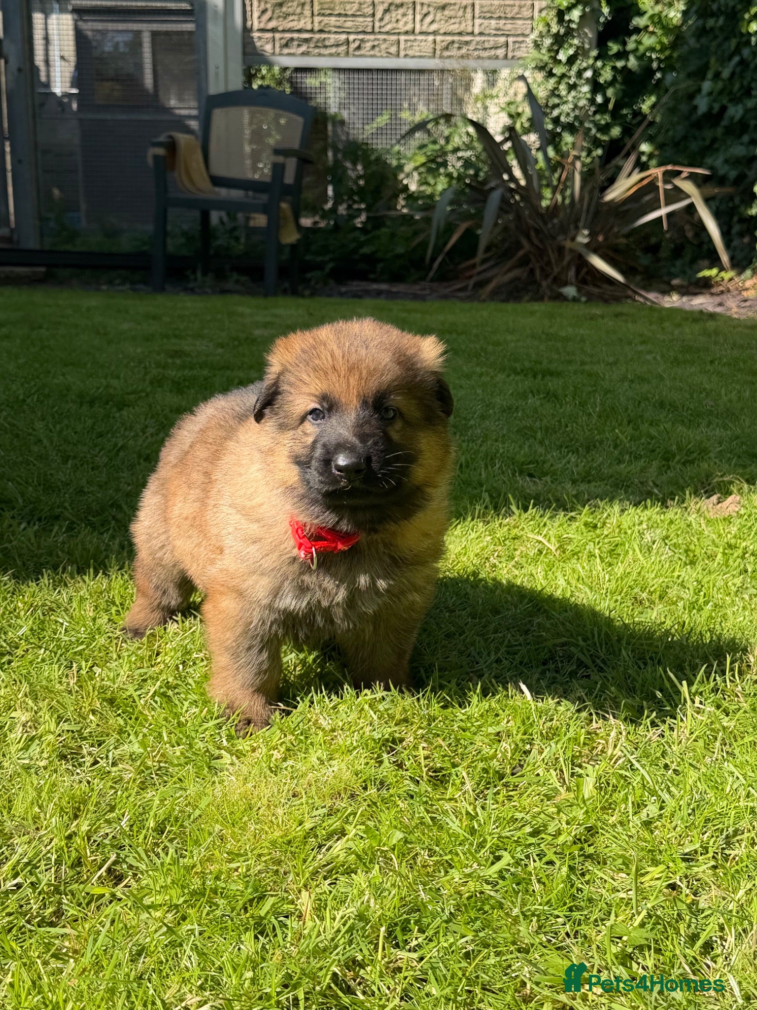 German Shepherd dogs GSD pups - Advert 2