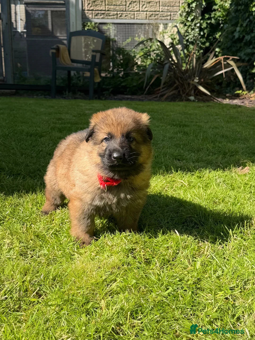 German Shepherd dogs for sale: GSD pups - Advert 2