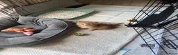 Maine Coon cats for sale: Beautiful Maine coon kittens - Advert 22