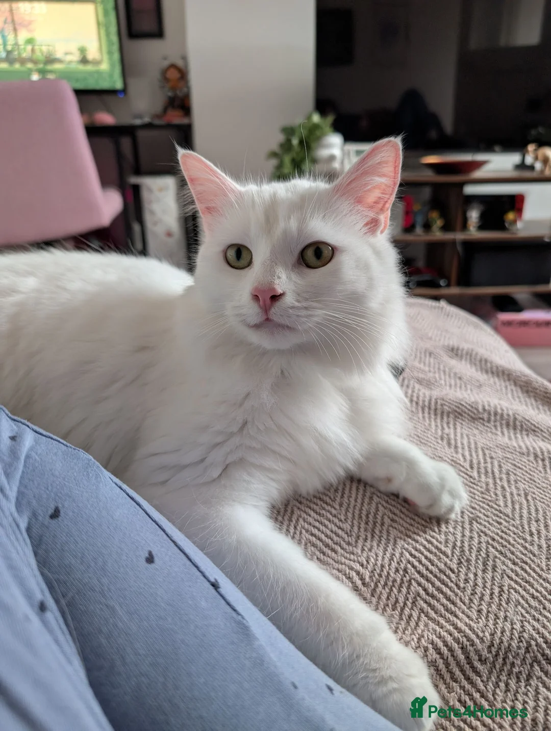 Mixed Breed cats for sale: Rehoming 1 year old Male  - Advert 1