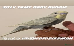 Budgerigars birds for sale: 100% SILLY TAME BABY BUDGIES - Image 9