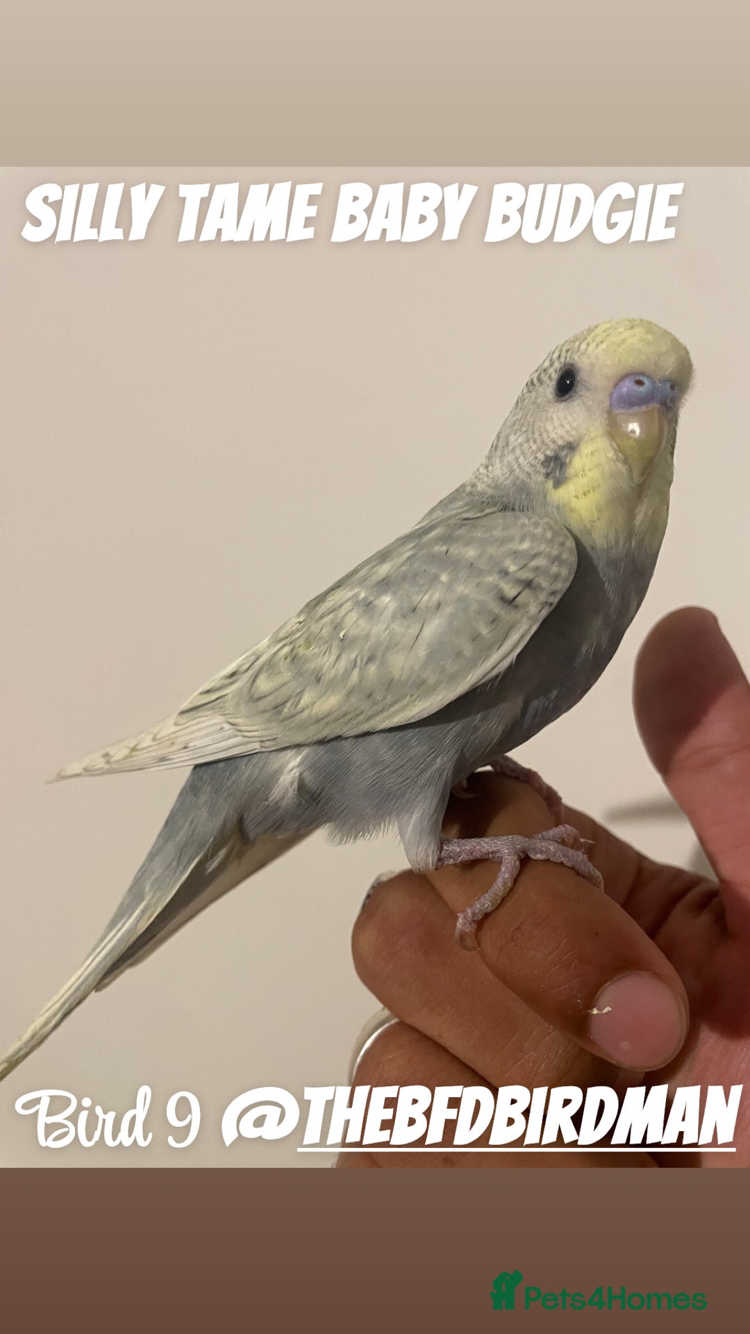 Budgerigars birds for sale: 100% SILLY TAME BABY BUDGIES - Image 9