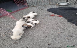 Lhasa Apso dogs for sale: Lhasa Apso Puppies  - Image 4