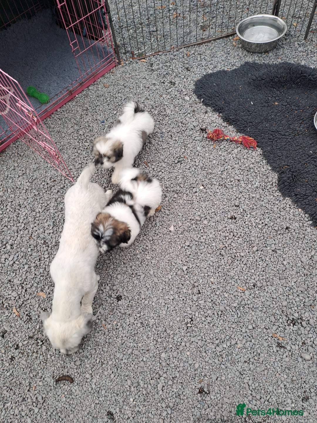 Lhasa Apso dogs for sale: Lhasa Apso Puppies  - Image 4