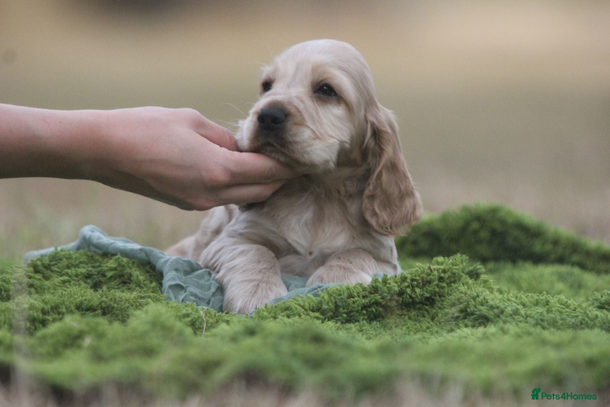 Cocker Spaniel dogs Fully Health Tested Show Type Cocker Spaniels  - Advert 1