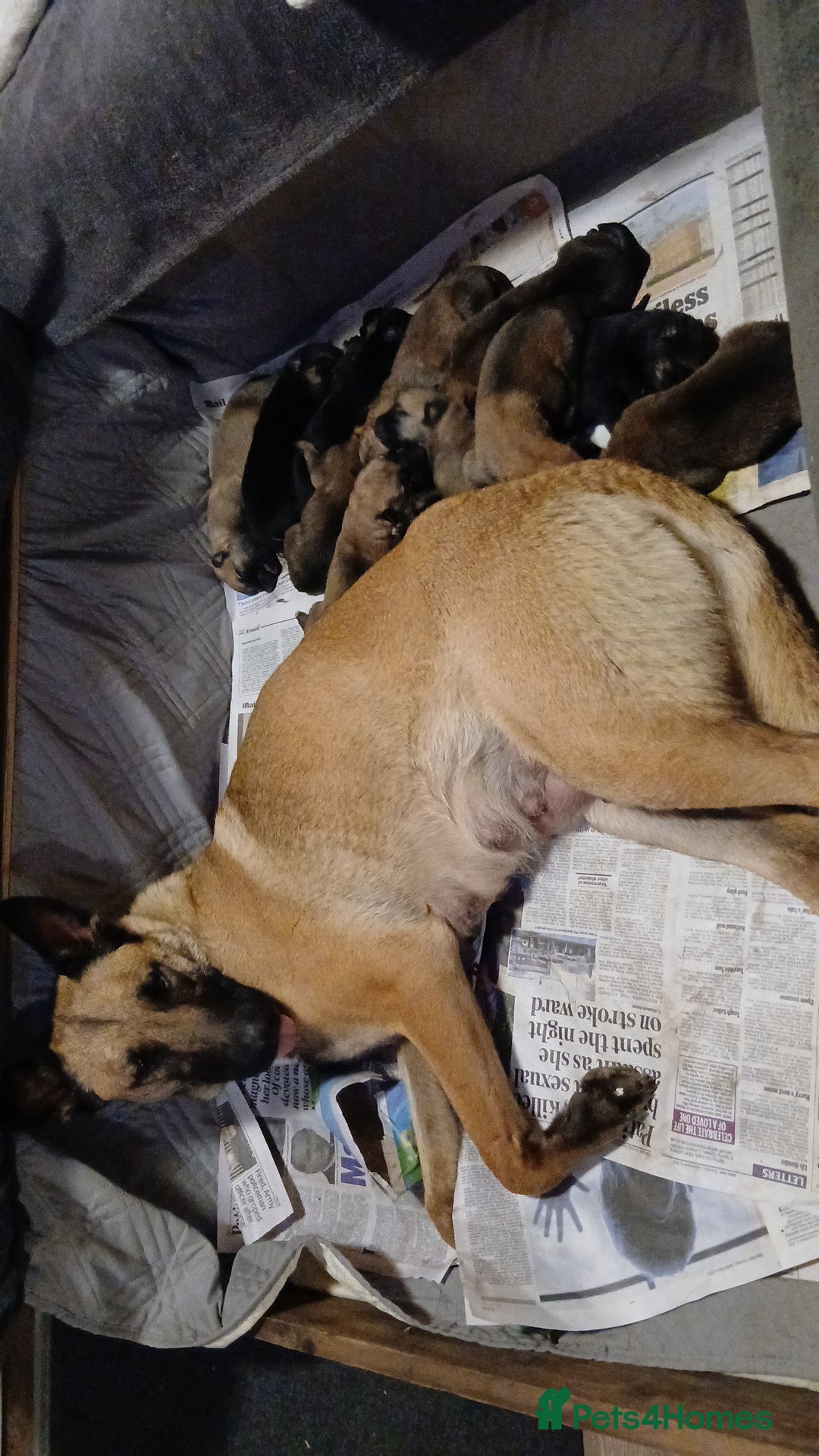 Mixed Breed dogs for sale: Belgium Mali x  - Advert 4