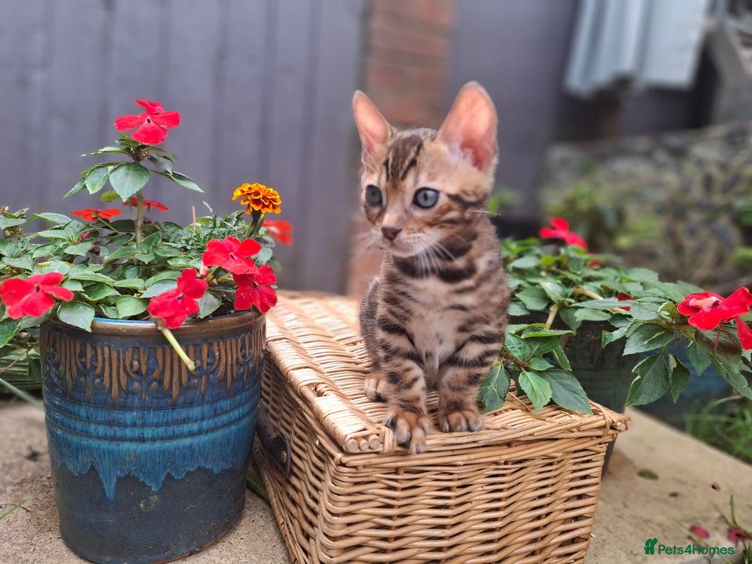 Bengal cats for sale: Stunning pure Bengal Kittens - Image 25
