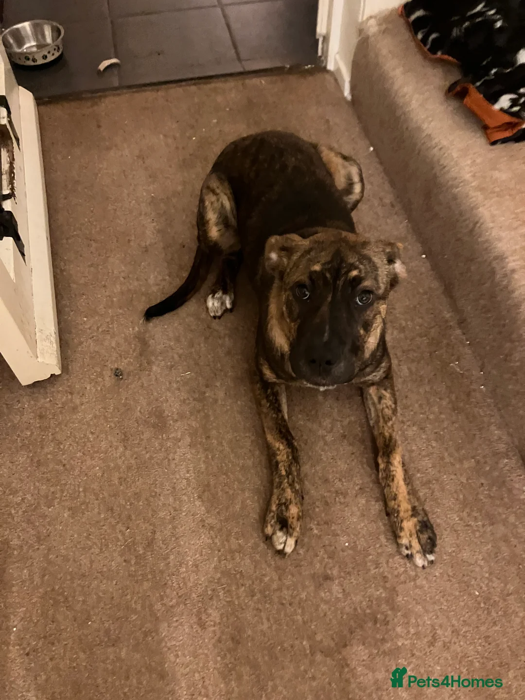 Mixed Breed dogs for sale: Staffy x mastiff - Advert 4