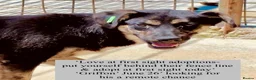 Mixed Breed dogs for adoption: Griffon, 7-8 months approx. Available for adoption in Brixham - Advert 3