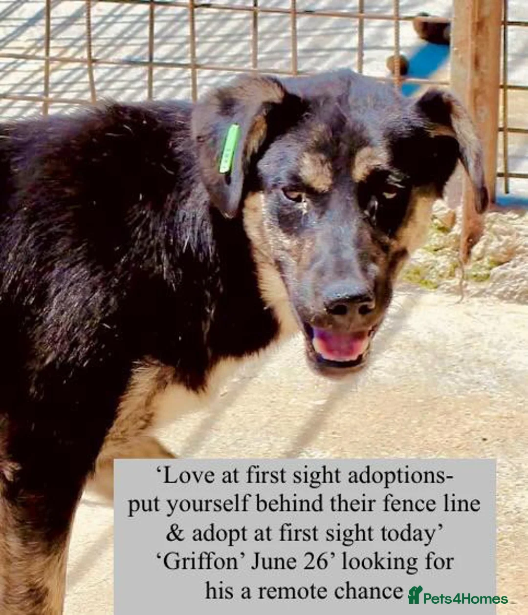Mixed Breed dogs for adoption: Griffon, 7-8 months approx. Available for adoption in Brixham - Advert 3