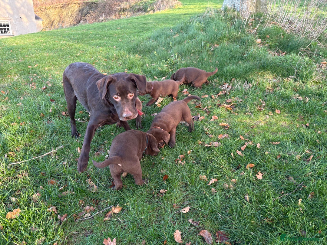 Labrador Retriever dogs for sale: Chocolate Labrador Puppies - Advert 9