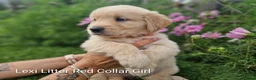Golden Retriever dogs for sale: Show Line Golden Retriever pups available - Advert 17