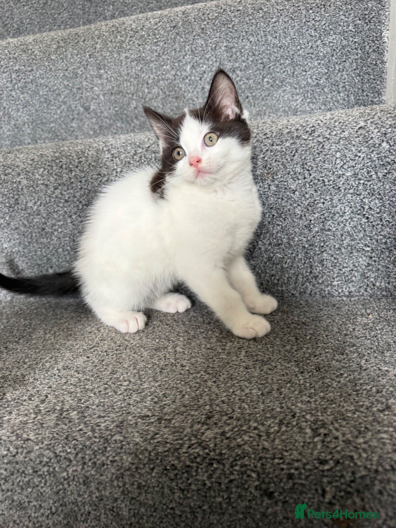 Mixed Breed cats Fluffy Ragdoll x Shorthair Kittens -ready now - Advert 13