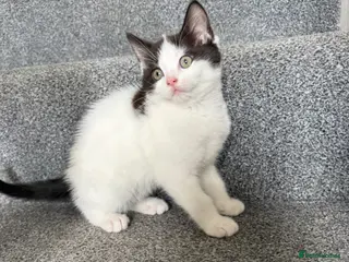 Mixed Breed cats Fluffy Ragdoll x Shorthair Kittens -ready now - Advert 13