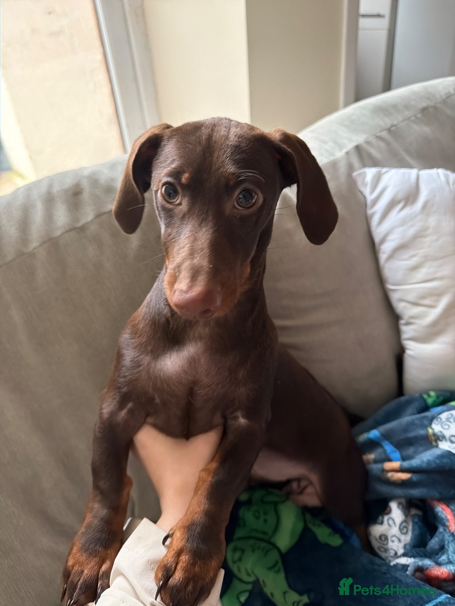 Miniature Dachshund dogs Miniature dachshund/ winnie - Advert 14
