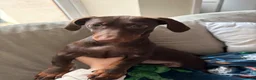 Miniature Dachshund dogs for sale: Miniature dachshund/ winnie - Advert 1
