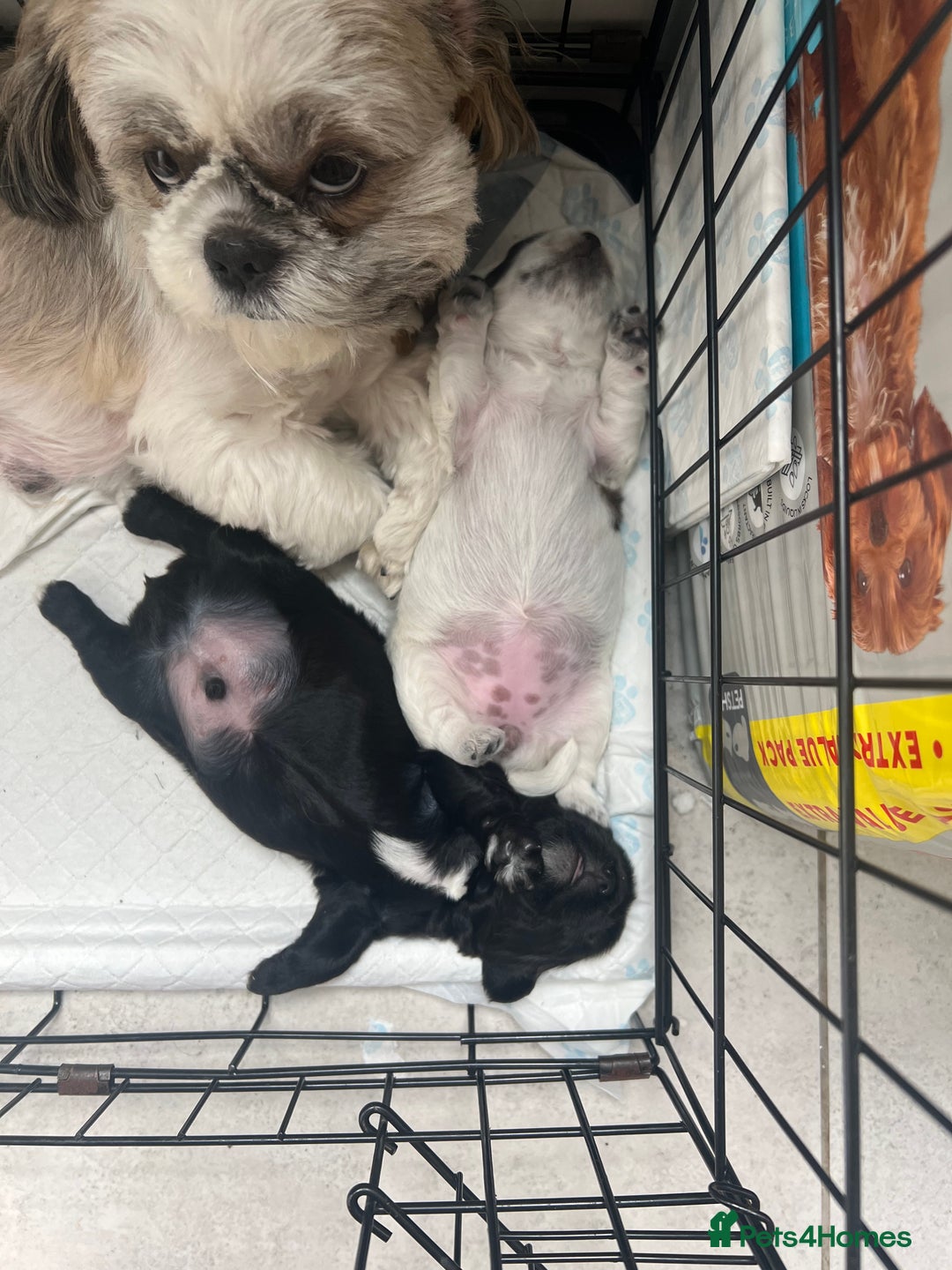 Mixed Breed dogs for sale: 🌟 One Girl left 🌟 Cock-a-Tzu Ready 12/8/25 - Image 18