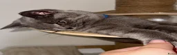 British Shorthair cats for sale: 🐾 Stunning British Shorthairs kittens (Ready Now) - Advert 11