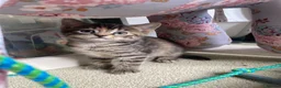 Maine Coon cats for sale: Kittens Maine coon  - Advert 11