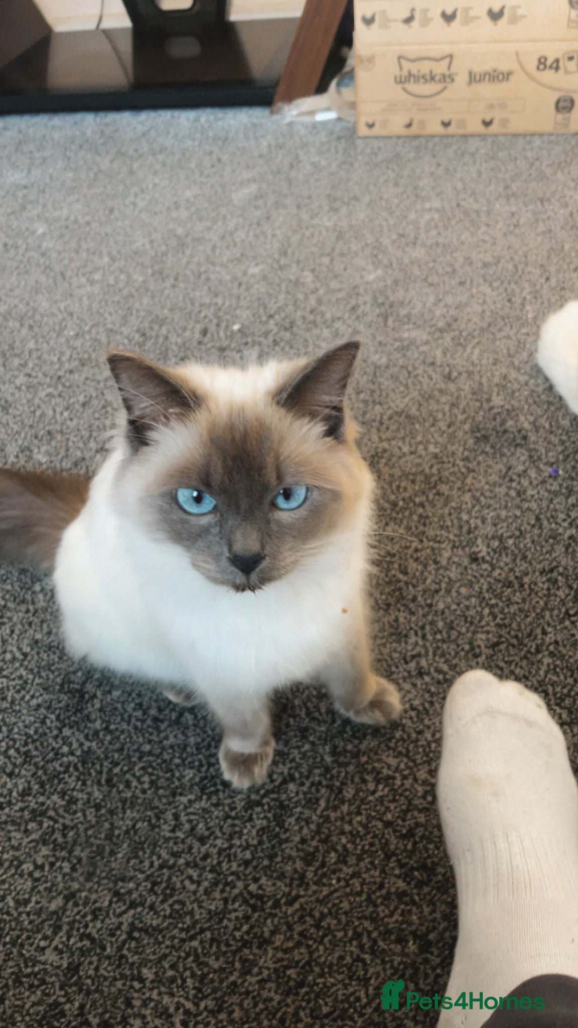 Ragdoll cats Ragdoll for sale - Advert 5