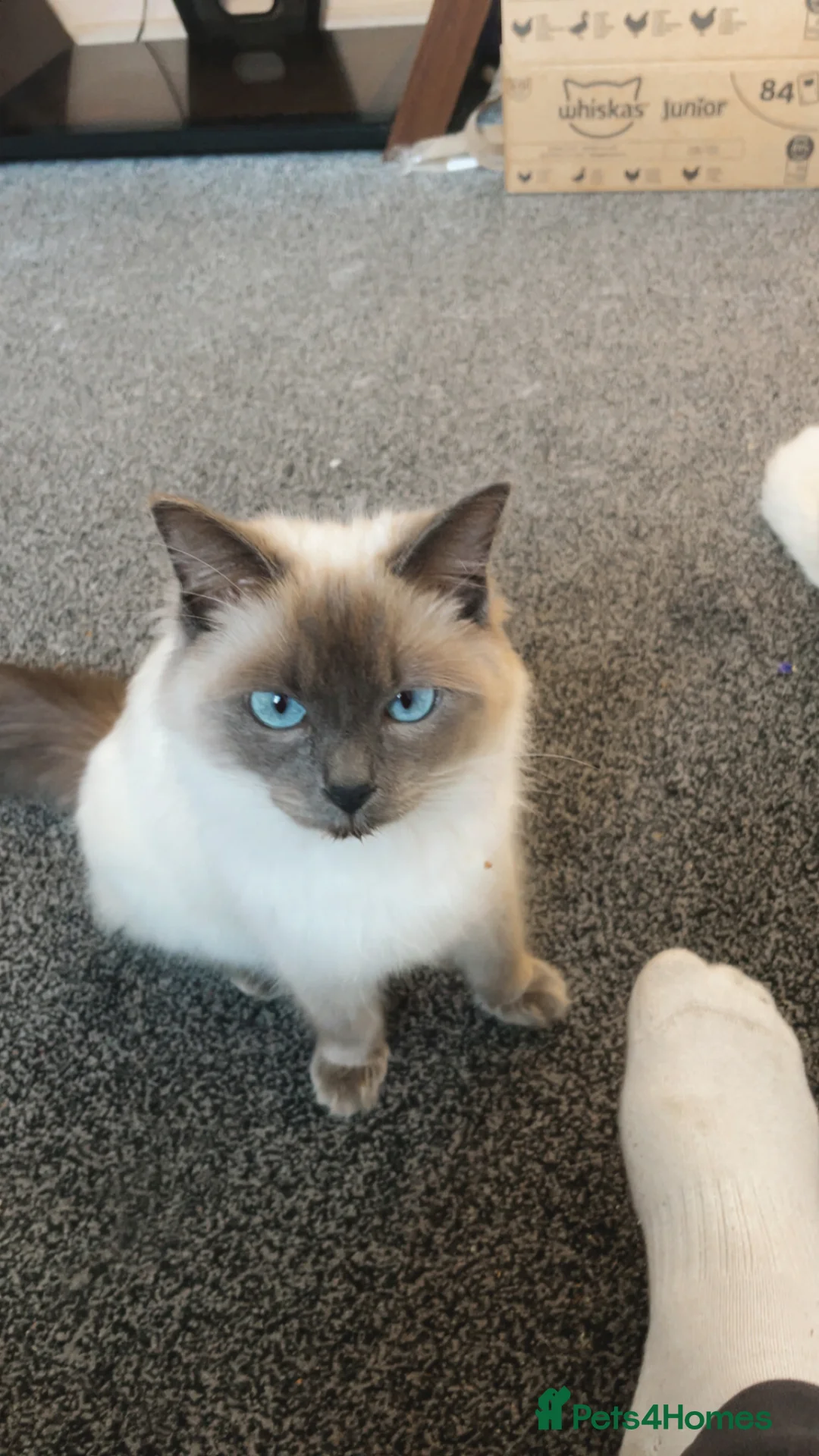 Ragdoll cats for sale: Ragdoll for sale in Bradford - Advert 1