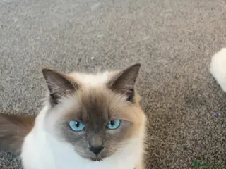 Ragdoll cats Ragdoll for sale - Advert 5