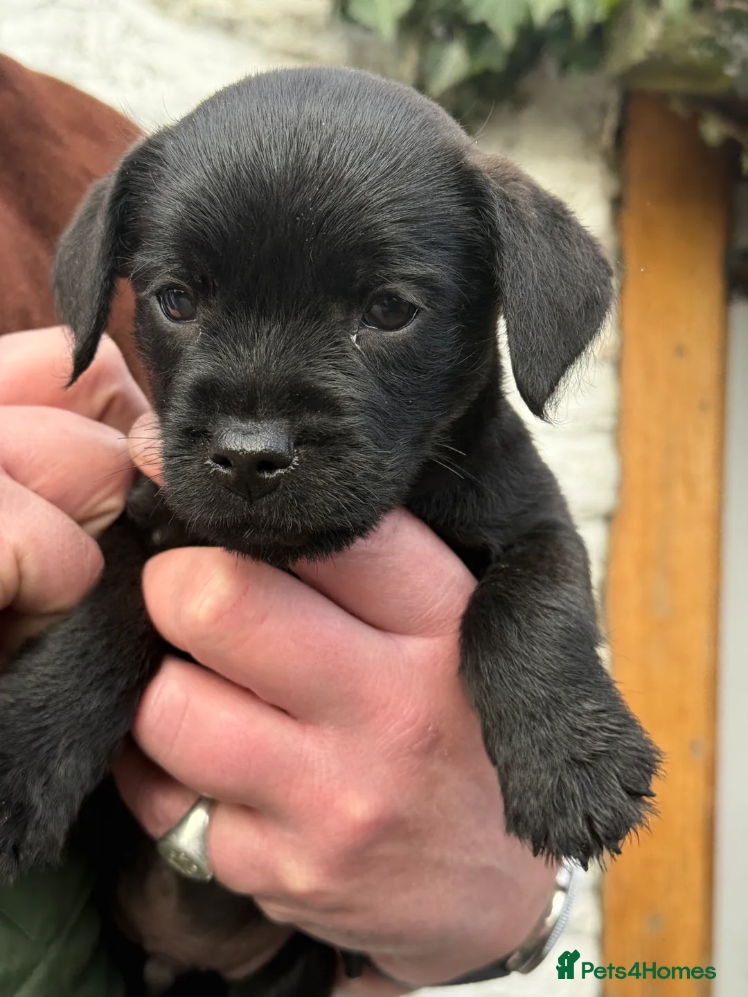 Mixed Breed dogs for sale: Border terrier x patterdale puppies - Advert 14