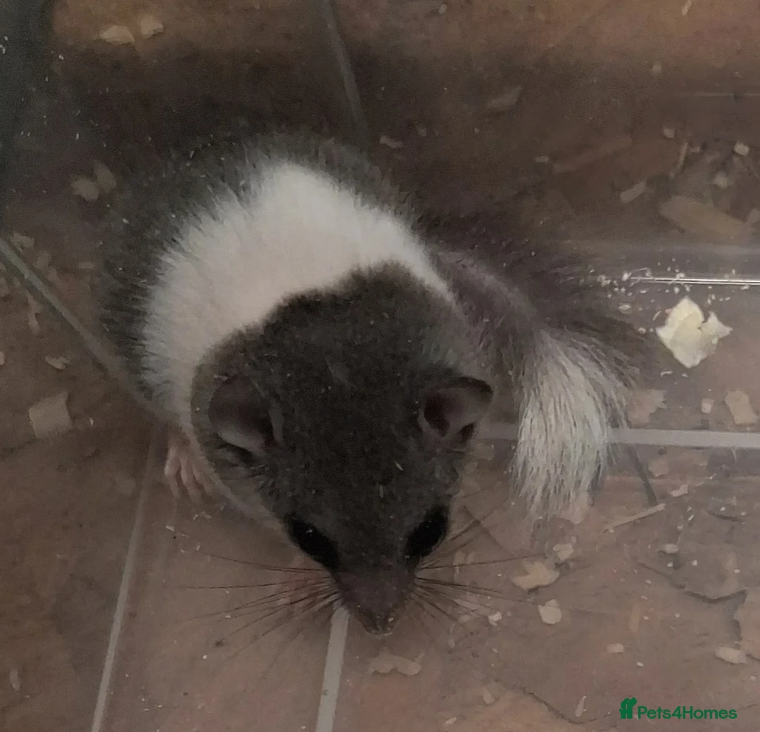 Mouse rodents for sale: Baby Pied African Door Mice  - Advert 17