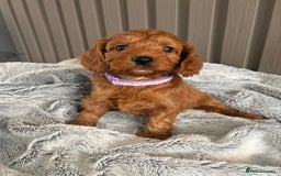Cockapoo dogs for sale: Health Tested Fox Red Cockapoo  - Image 15