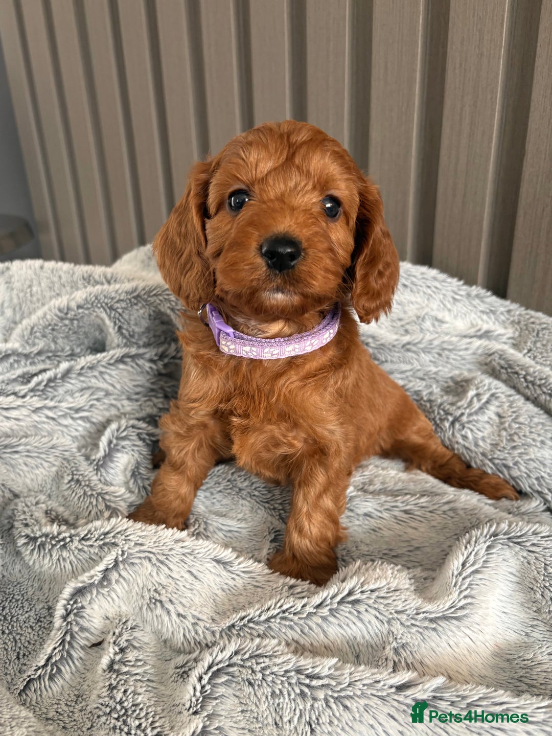 Cockapoo dogs for sale: Health Tested Fox Red Cockapoo  - Image 15