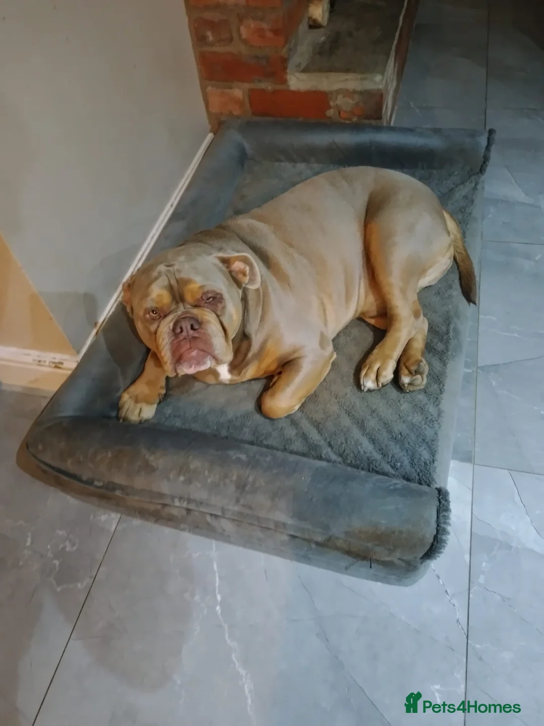 Old Tyme Bulldog dogs for sale: Family Friendly Old Tyme Bulldog in Doncaster - Advert 2