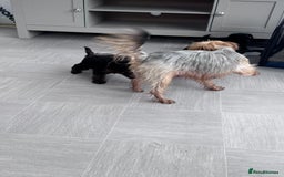 Yorkiepoo dogs for sale: YORKIPOO Yorkshire terrier and toy poodle mix - Image 7