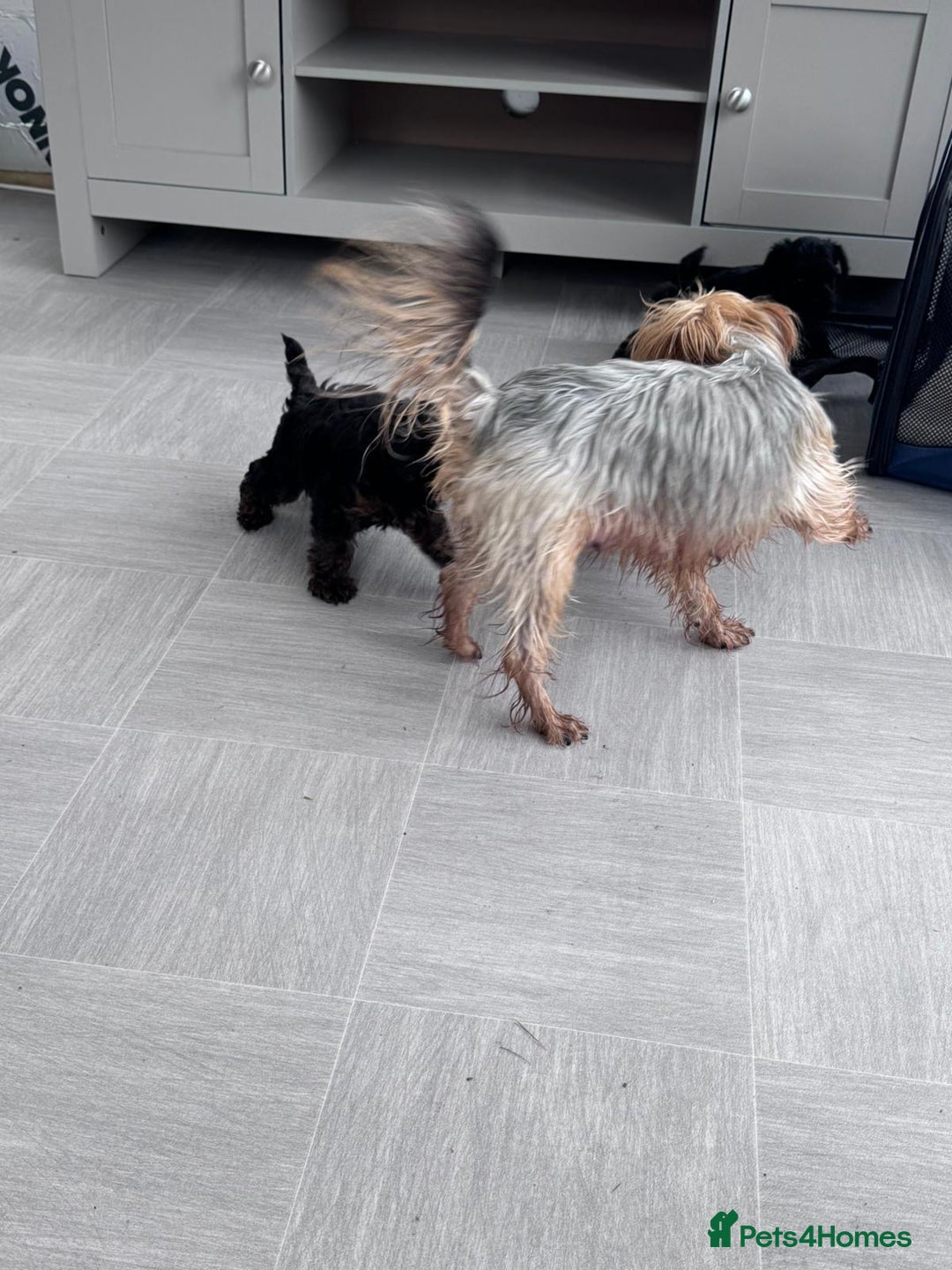 Yorkiepoo dogs for sale: YORKIPOO Yorkshire terrier and toy poodle mix - Image 7
