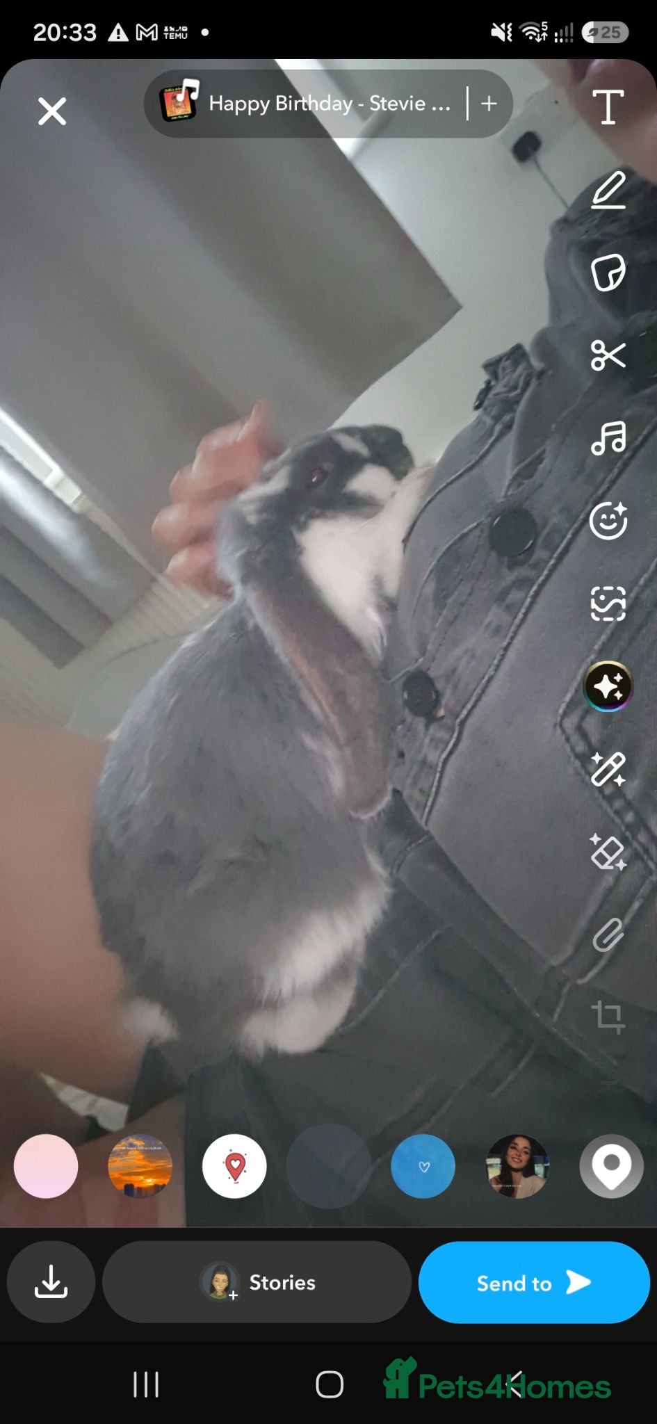 French Lop rabbits Giant french rabbit  - Advert 1