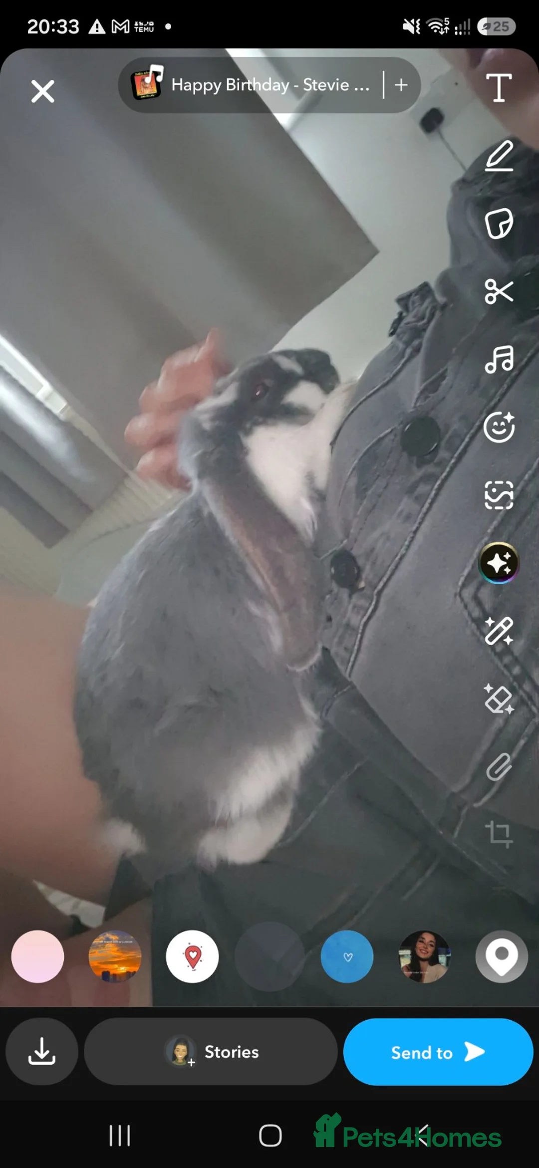French Lop rabbits for sale: Giant french rabbit  - Advert 1