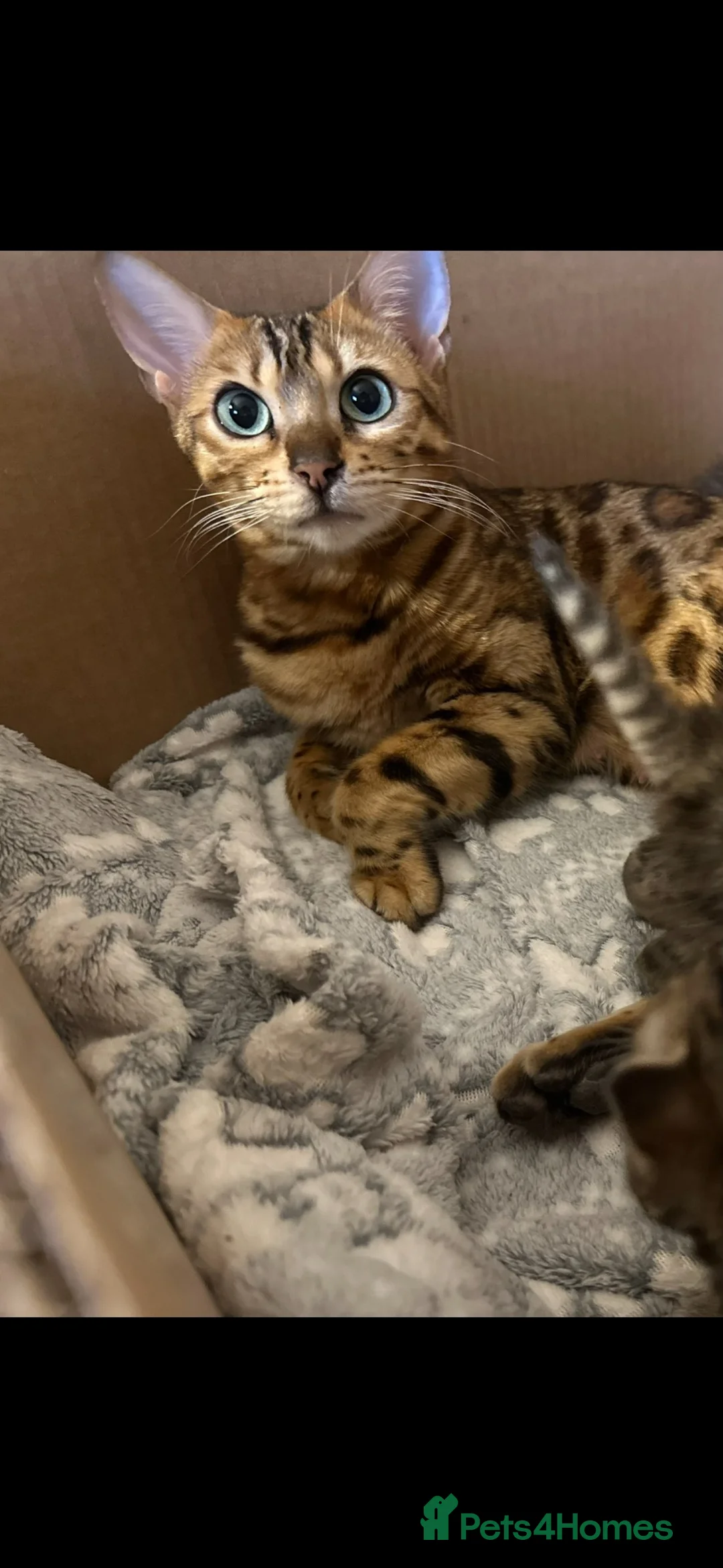 Bengal cats for sale: Stunning silver and brown bengal boys  - Advert 2