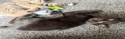 Mixed Breed cats for sale: 9 week old kittens ready to leave.  - Advert 5
