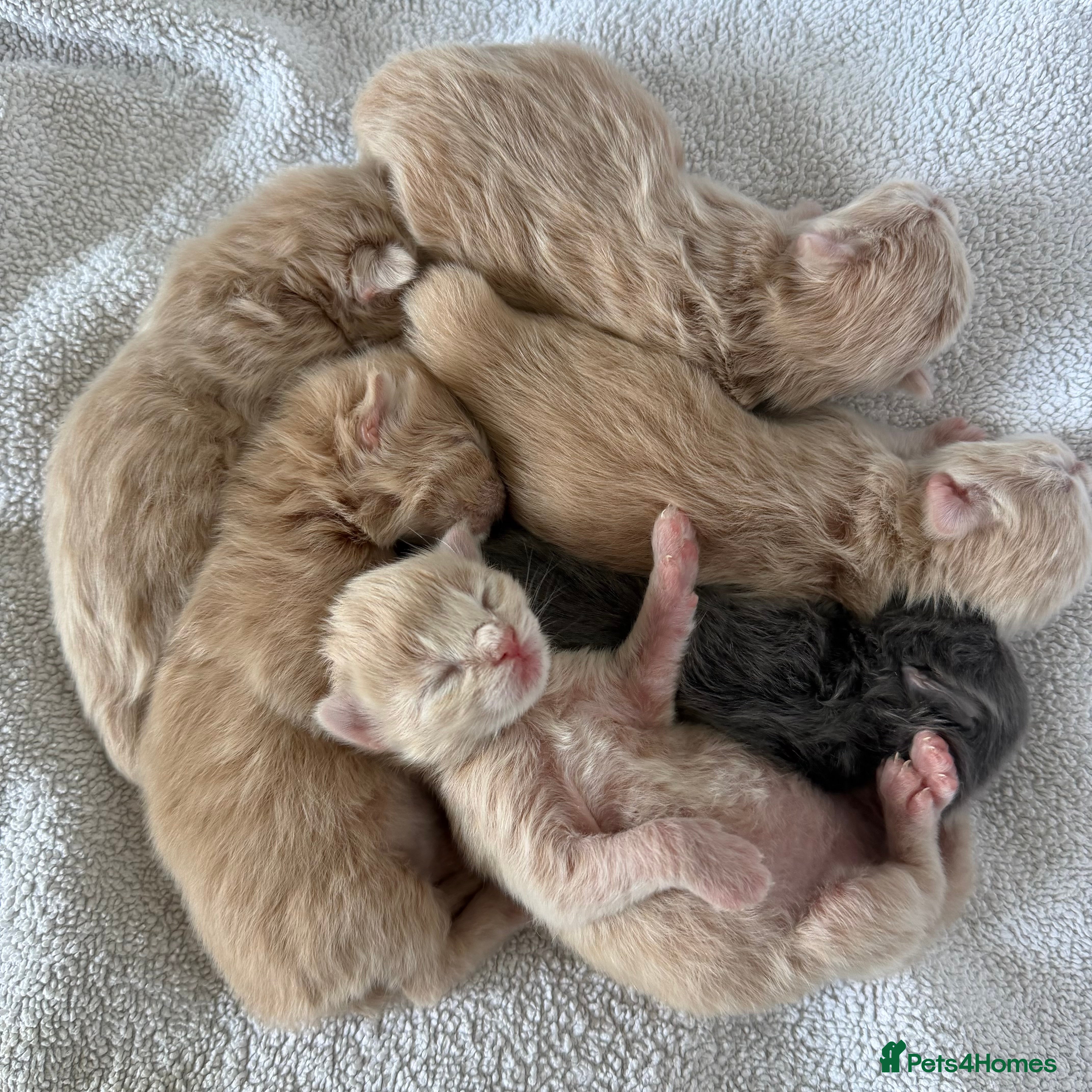 Ragcoon cats Rare Ragacoon Ragdoll x Maine Coon Kittens  - Advert 1