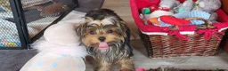 Yorkshire Terrier dogs for sale: Stunning Yorkshire Terrier puppies.  - Advert 6
