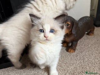 Ragdoll cats Health tested ragdolls two girls left 💕 - Advert 1