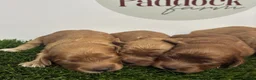 Cockapoo dogs for sale: 🌟 Gorgeous F1 Cockapoo puppies 🌟 - Advert 7