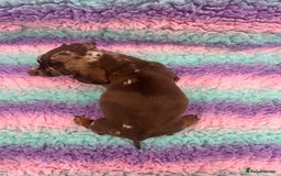 Miniature Dachshund dogs for sale: Miniature Dachshund Boys and Girls From £700 - Image 10