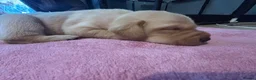 Labrador Retriever dogs for sale: 7 Labrador Puppies  in Reading - Advert 12