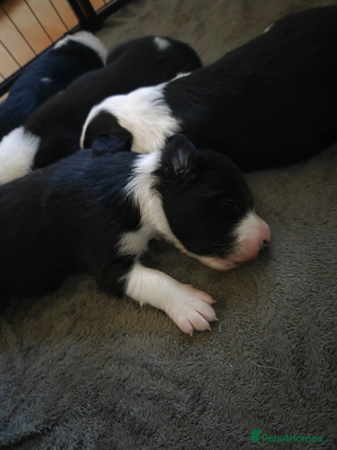 Border Collie dogs for sale: Border collie puppies  - Advert 4
